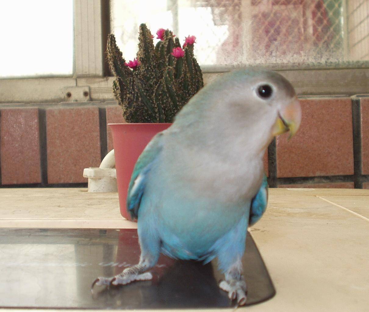 chrrile