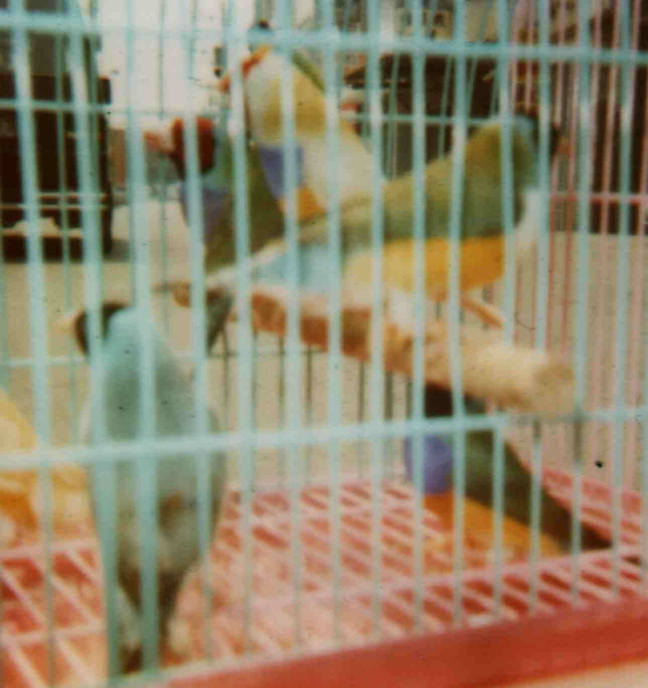 我的胡錦全家福