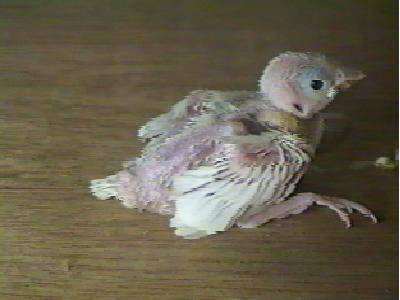 白文幼鳥