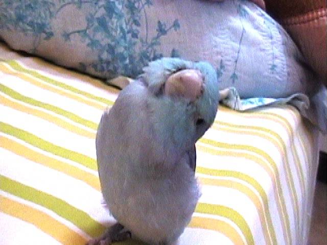 chunhua