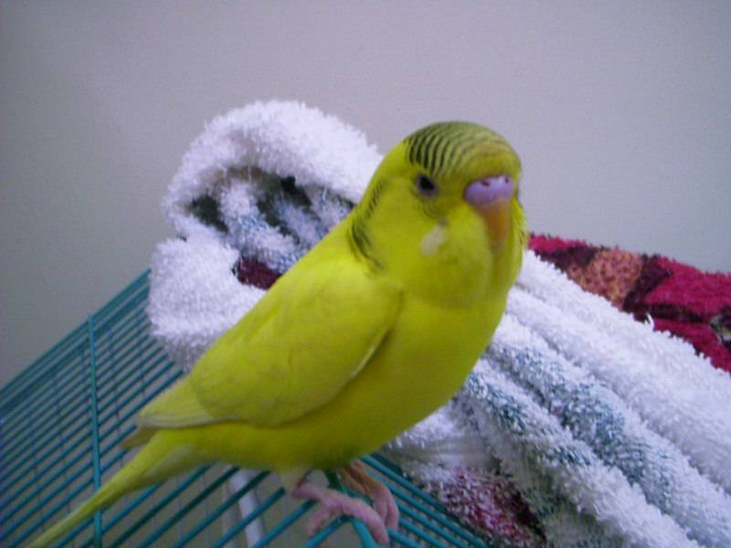 ciciccc