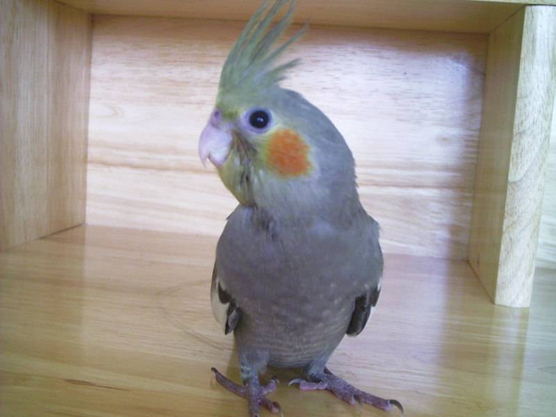 頭很大