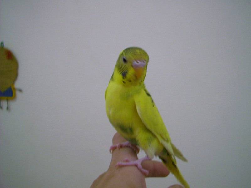 鳥老大也來了