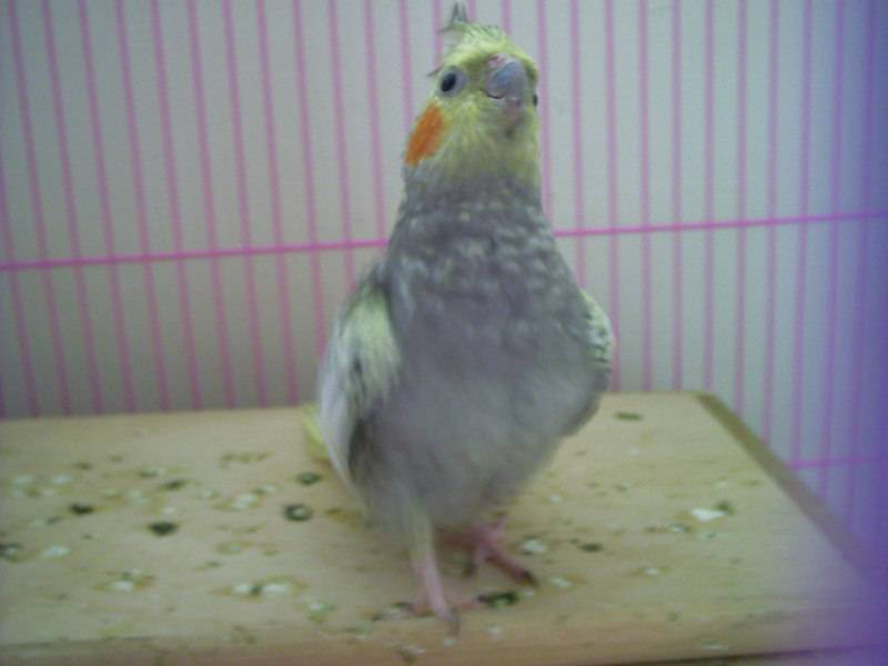 鳥不起~~