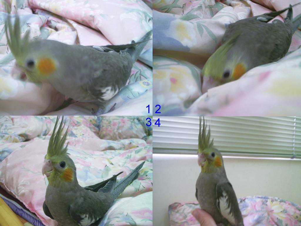 烏骨雞四連拍
