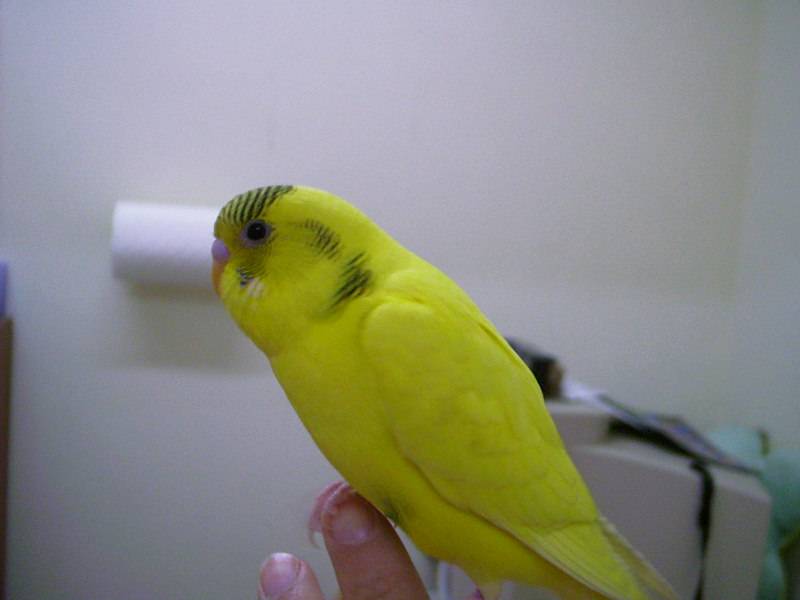 BOBO特寫啦~~