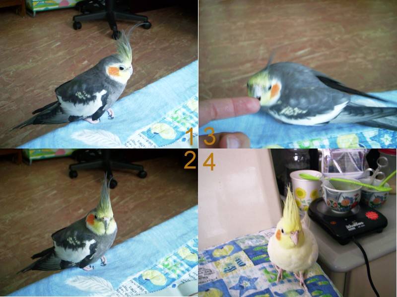 作客記