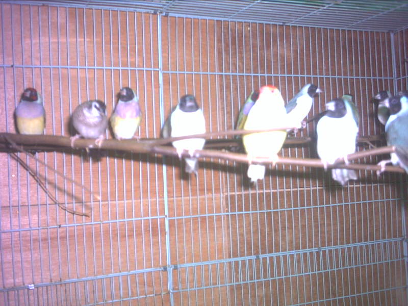 胡錦