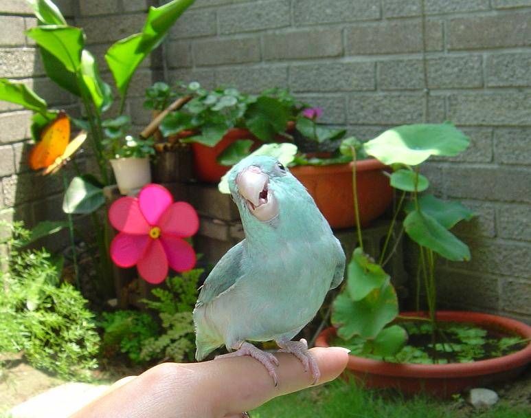 鳴~呼呼呼~~~