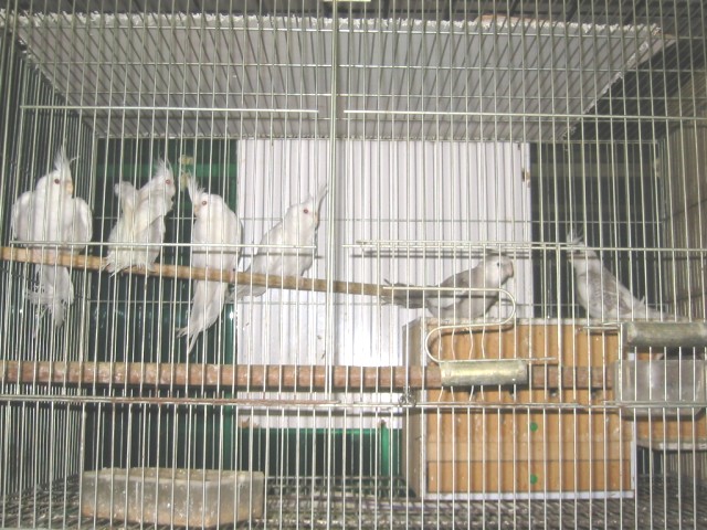 幾隻鳥