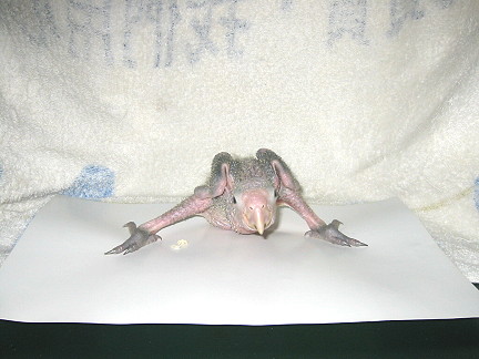 巨嬰