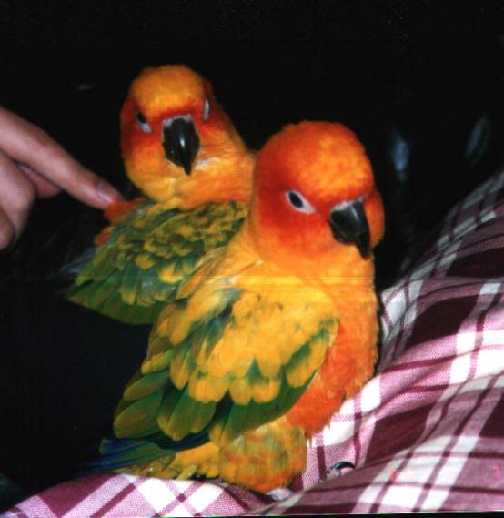 conure