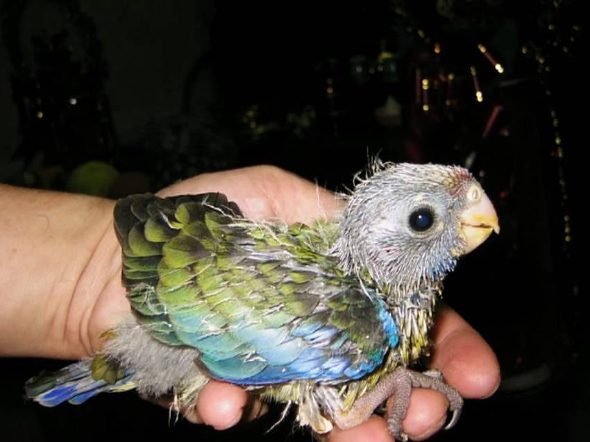 大雄的黃草台產幼鳥