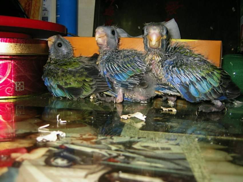 大雄的黃草台產幼鳥