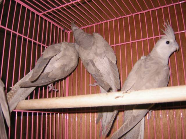 玄鳳