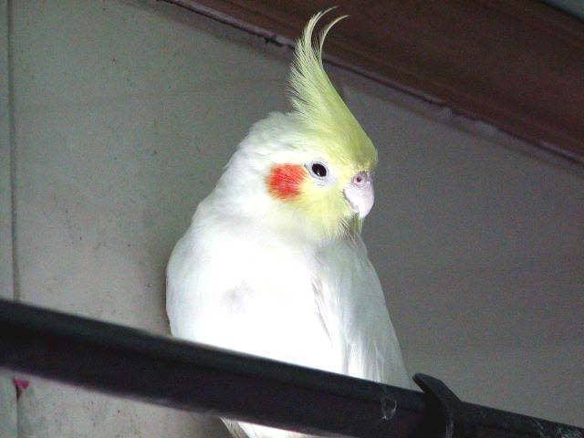 太陽鳥chanel