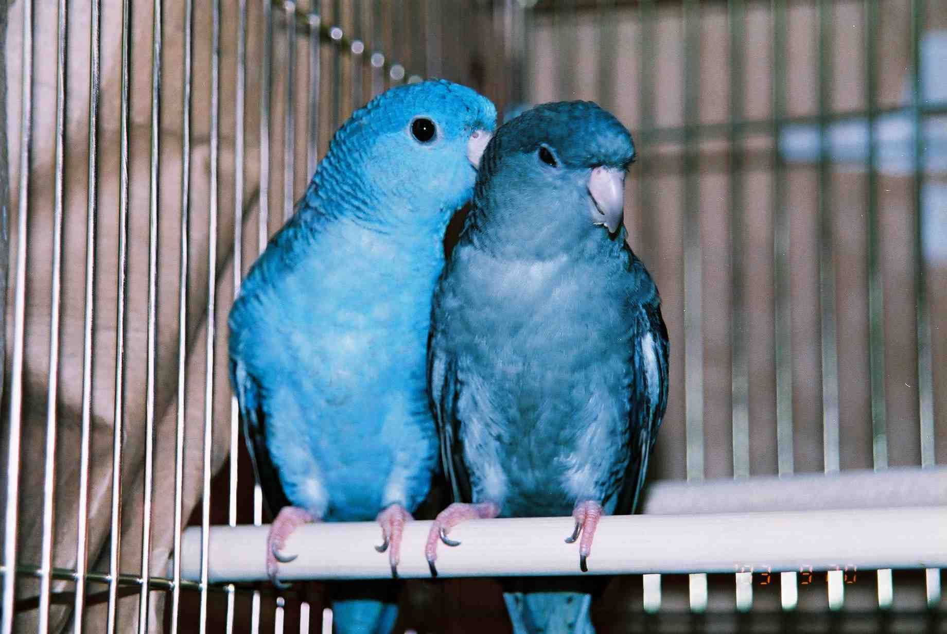 重藍&莫富橫斑