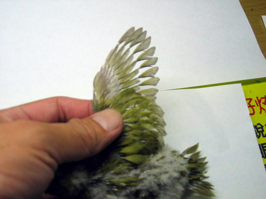 金絲橫斑幼鳥(1)