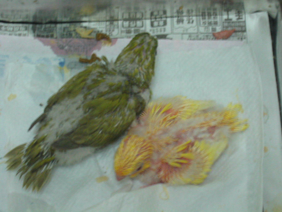 金絲橫斑幼鳥(2)