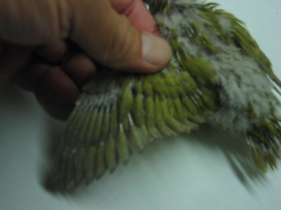 金絲橫斑幼鳥(3)