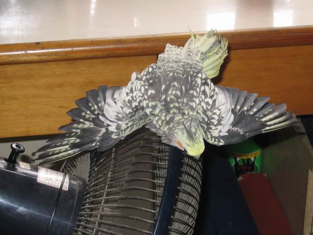 有看過這麼懶的鳥嗎?