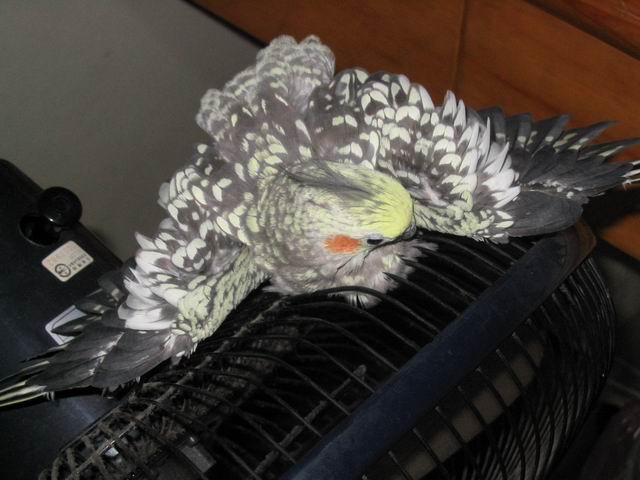 有看過這麼懶的鳥嗎?(2)