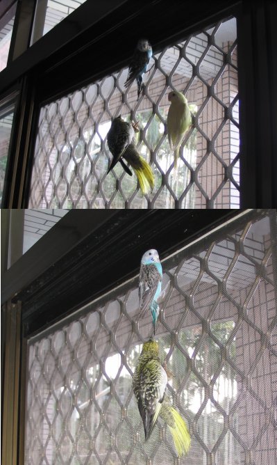 三隻鳥只剩一隻了