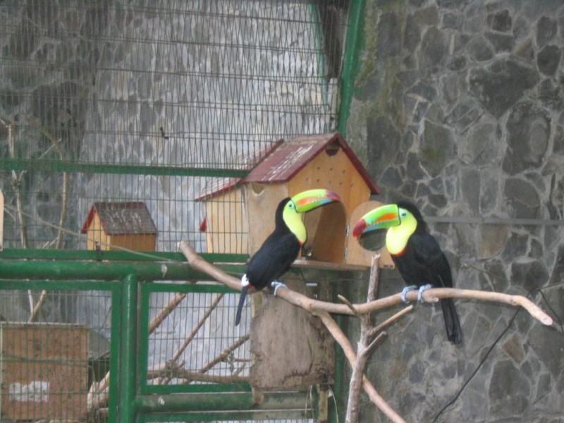 鳳凰谷鳥園的大嘴鳥