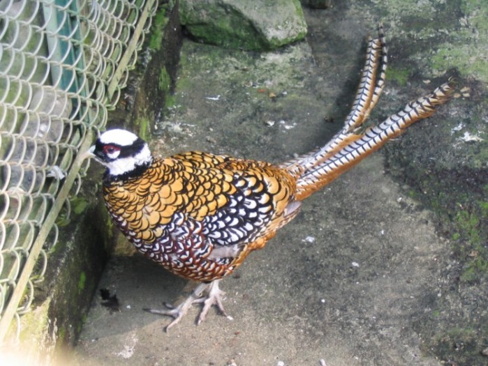 這是在鳳凰谷鳥園拍的