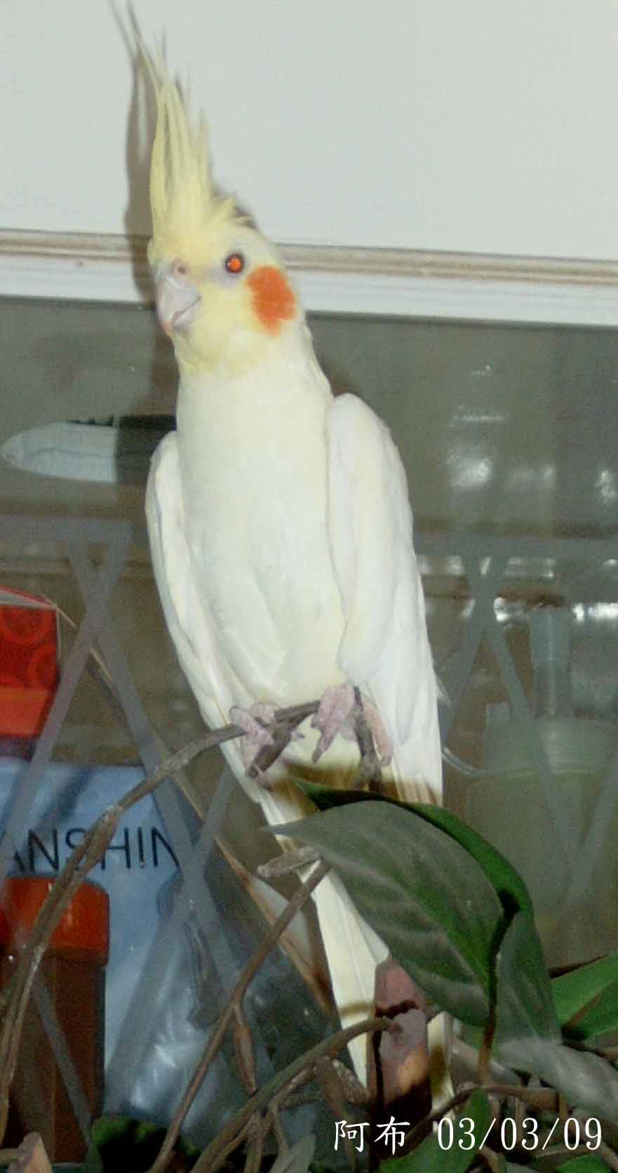 始作俑鳥
