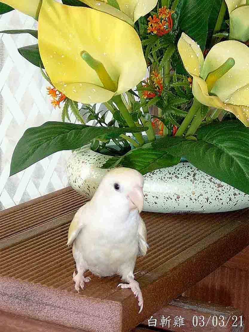 花鳥系列~白斬雞