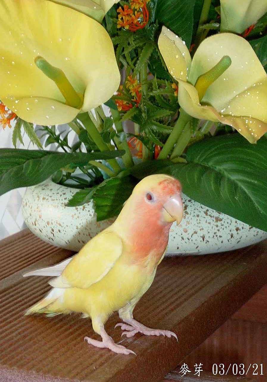 花鳥系列~麥芽