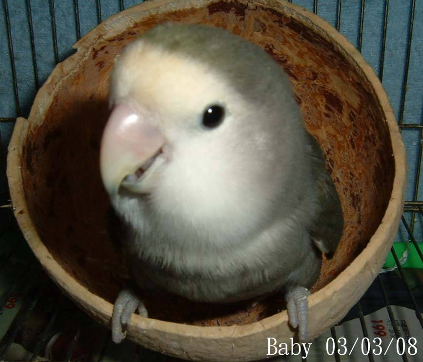 baby2