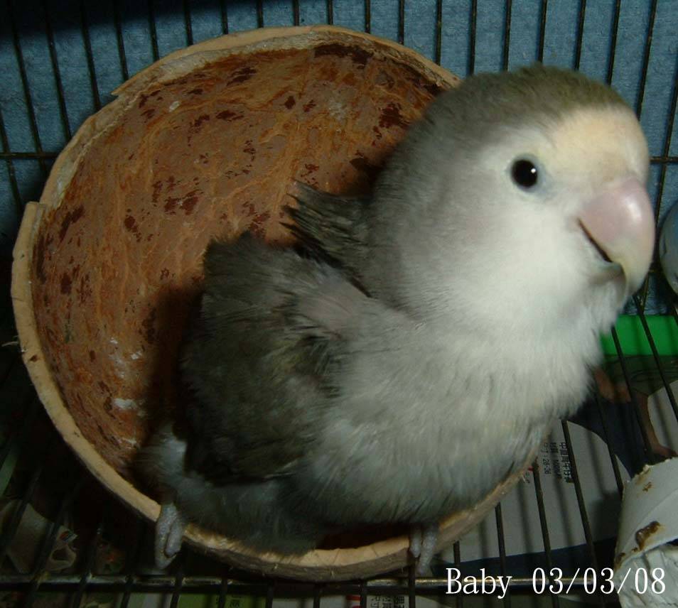 baby1