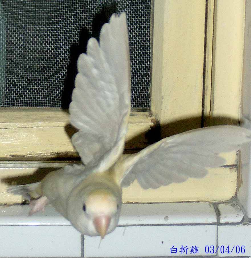 飛行瞬間1
