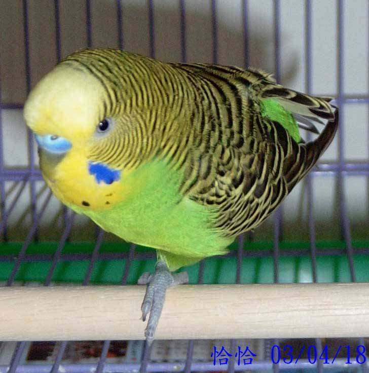 金鳥獨立