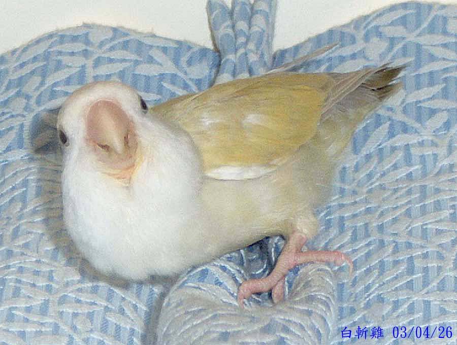大頭鳥