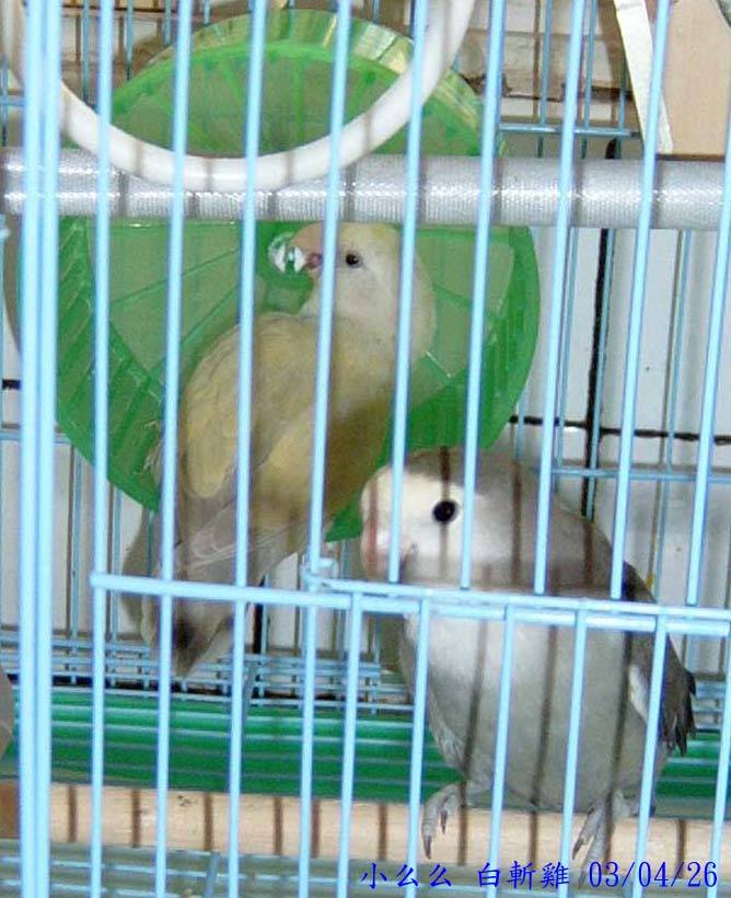 滾輪鳥2
