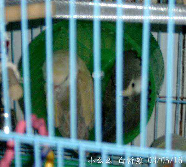 滾輪鳥續集