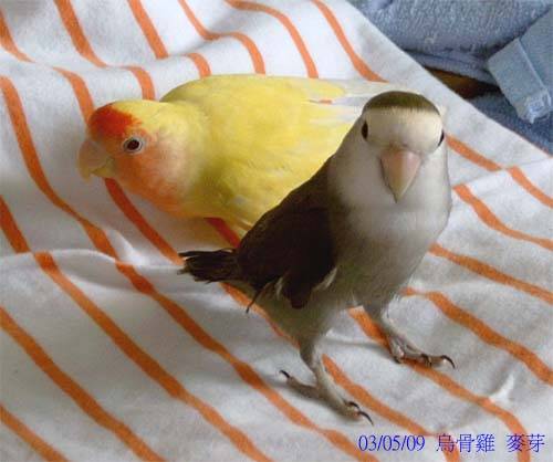 散步
