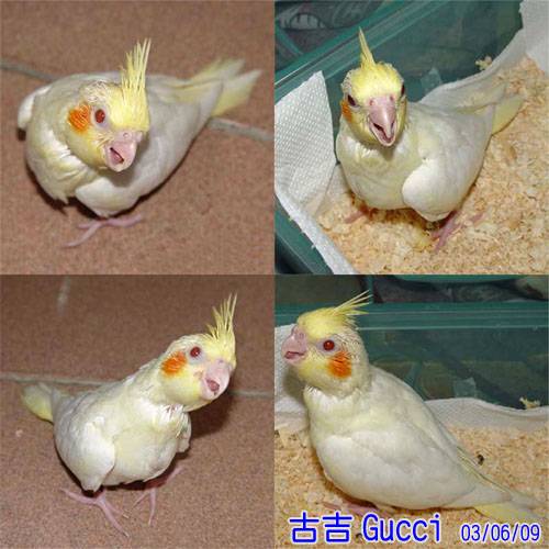 第11隻寶貝