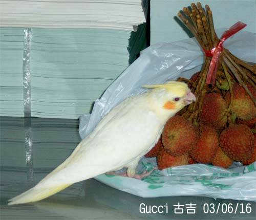 荔枝殺手