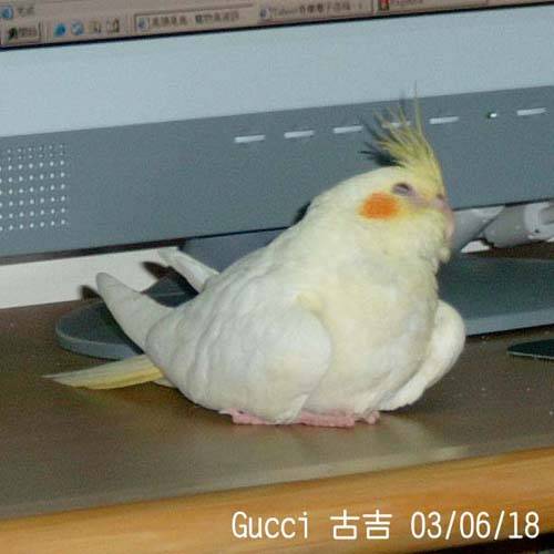 不省鳥事