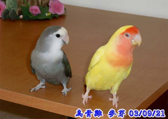 向右看