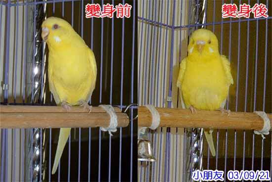 美少婦變身