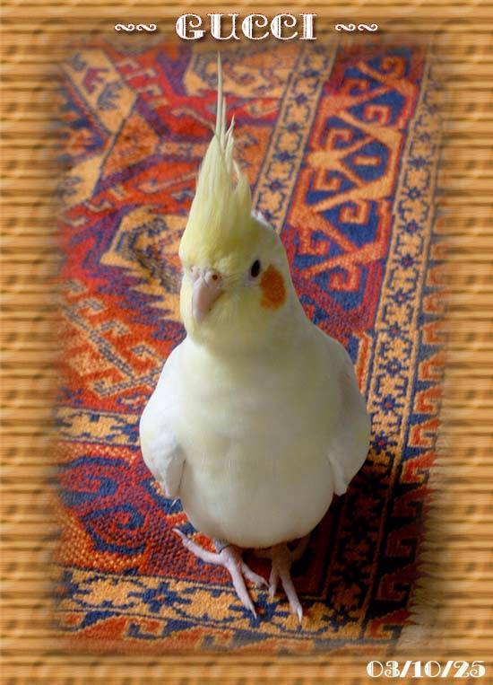 玄鳳藝術照2