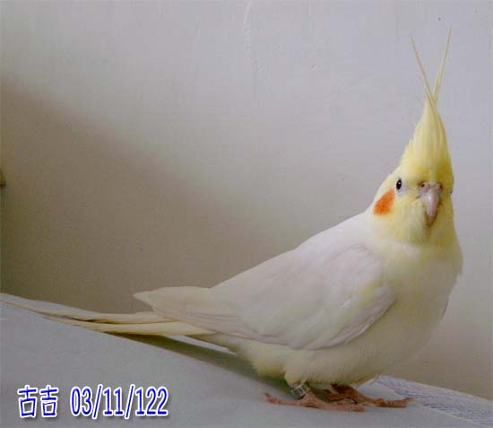模仿雞~古吉