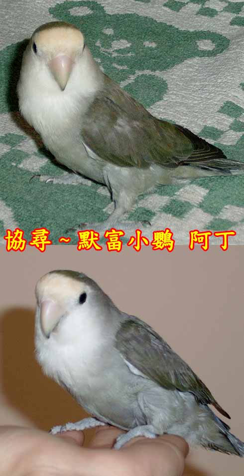 協尋默富小鸚