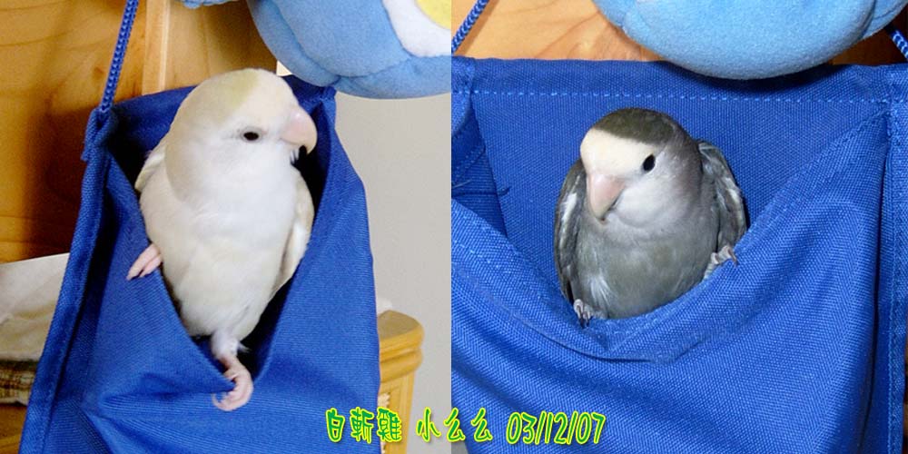 口袋鳥