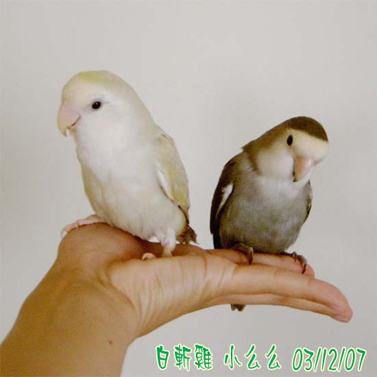 站架?